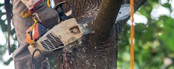 Best Fruit Tree Pruning  in Terryville, CT