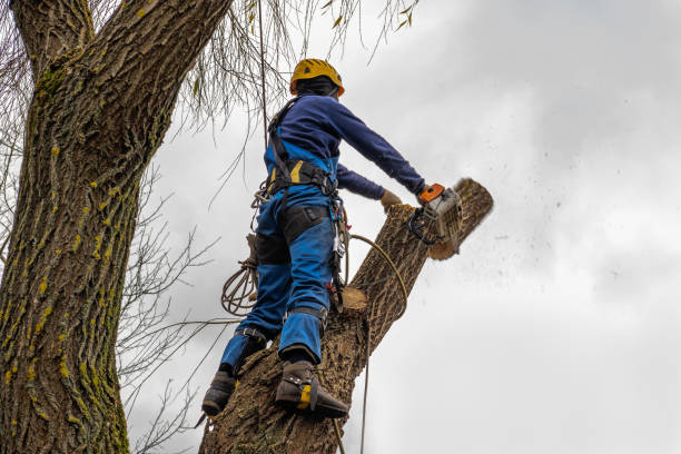 Best Root Management and Removal  in Terryville, CT